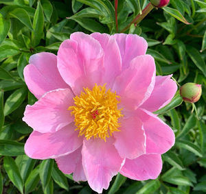 Meet your Posher, Bailee